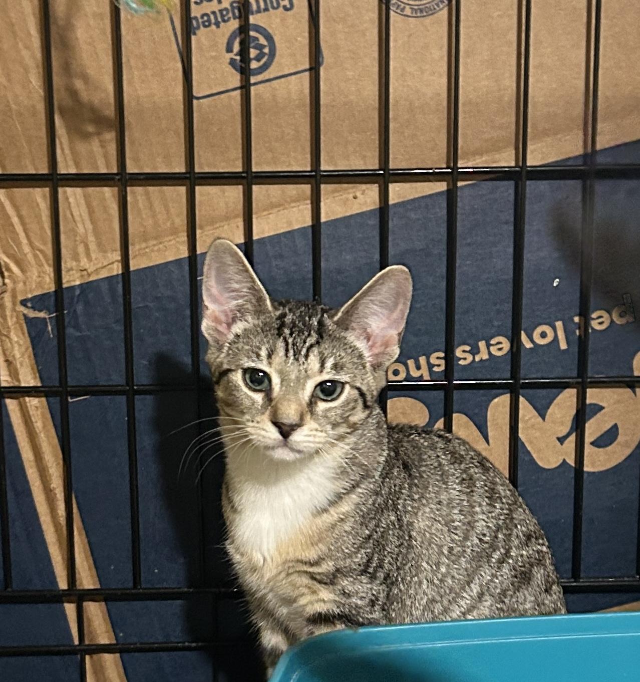 Enlarge Micah, a Adoptable mixed breed in Havertown, PA image 4/6