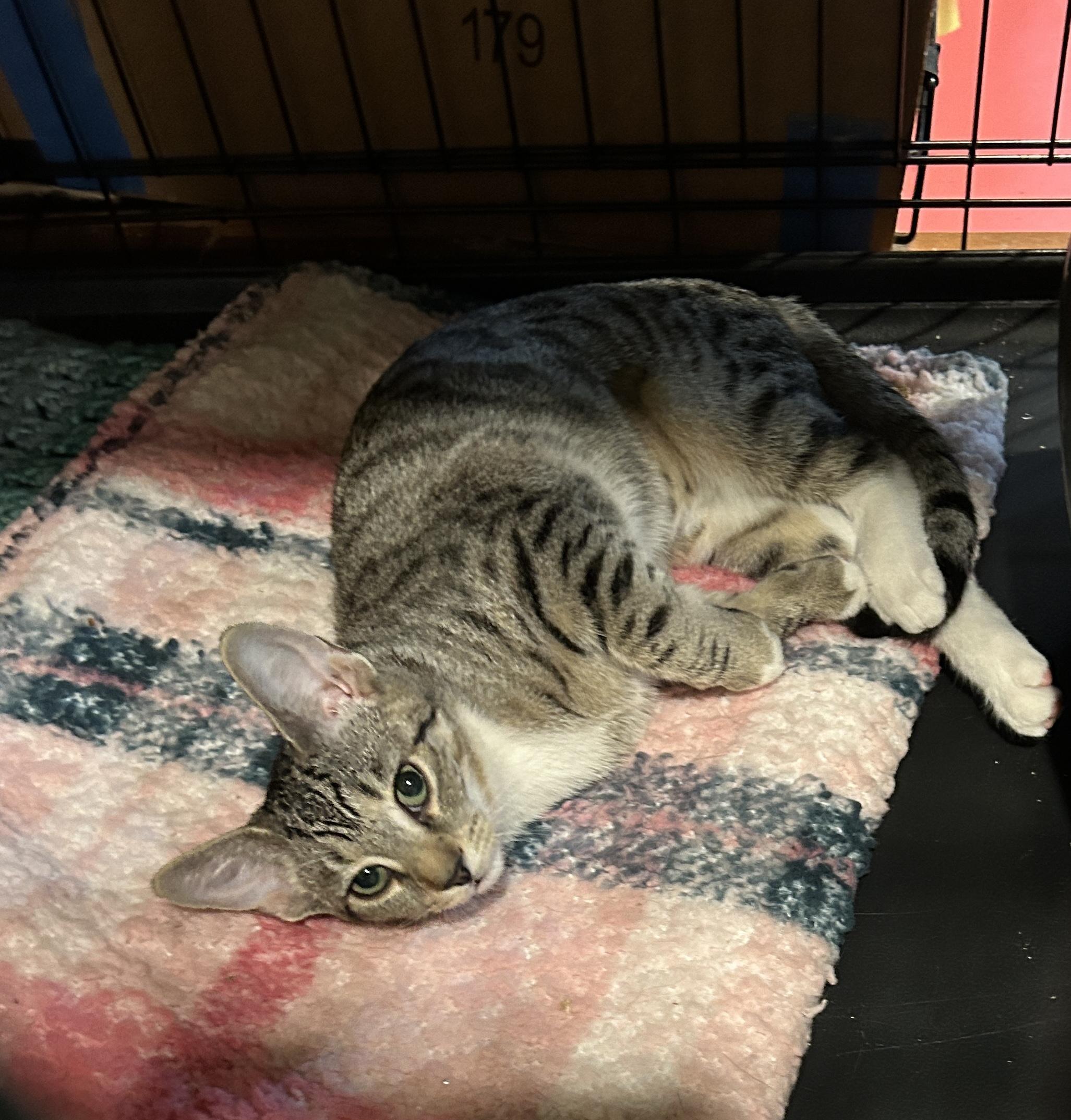 Enlarge Micah, a Adoptable mixed breed in Havertown, PA image 5/6