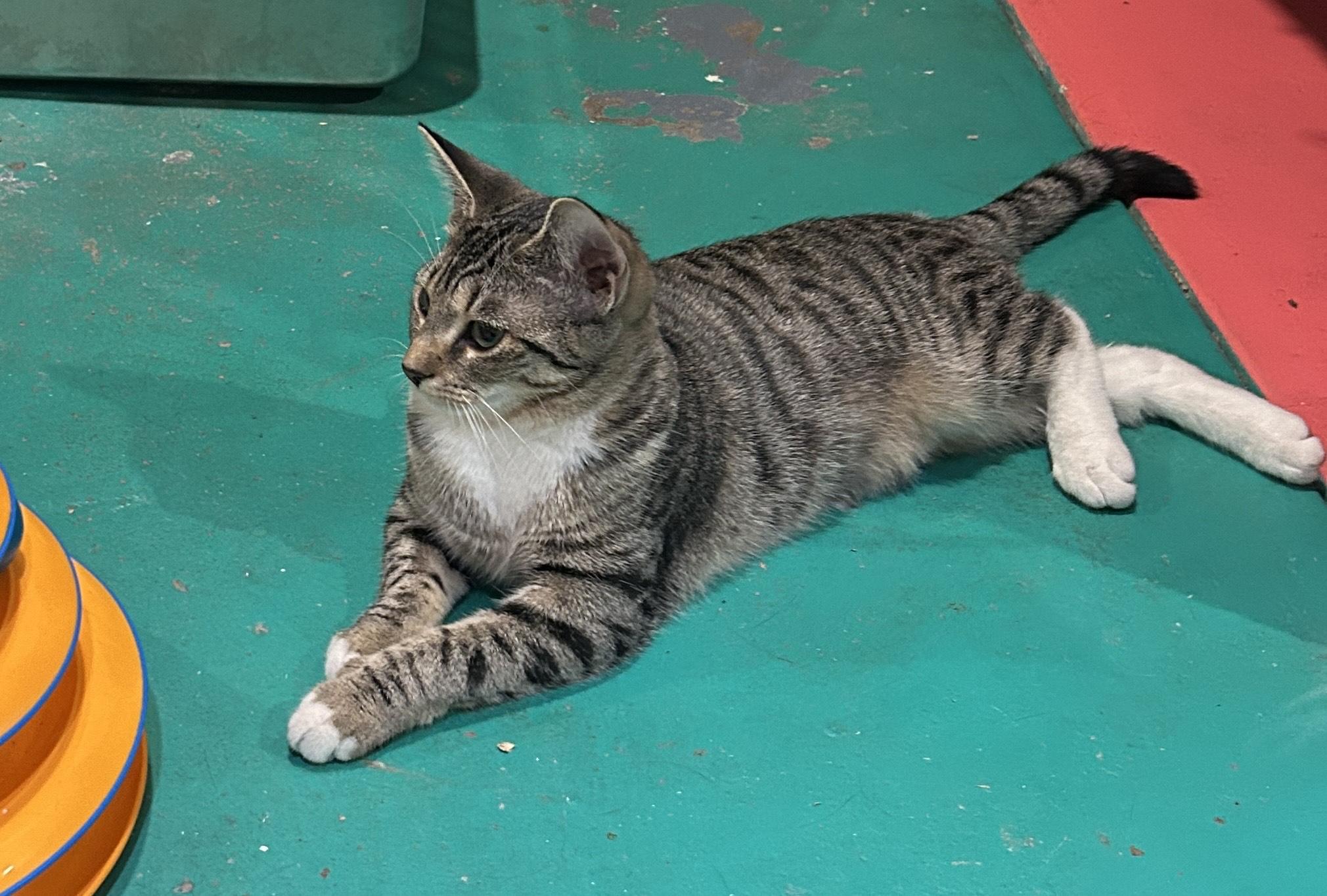 Enlarge Micah, a Adoptable mixed breed in Havertown, PA image 6/6