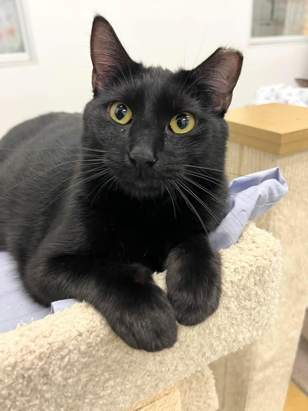 Halo, Adoptable, Young Male Domestic Short Hair & American Shorthair.