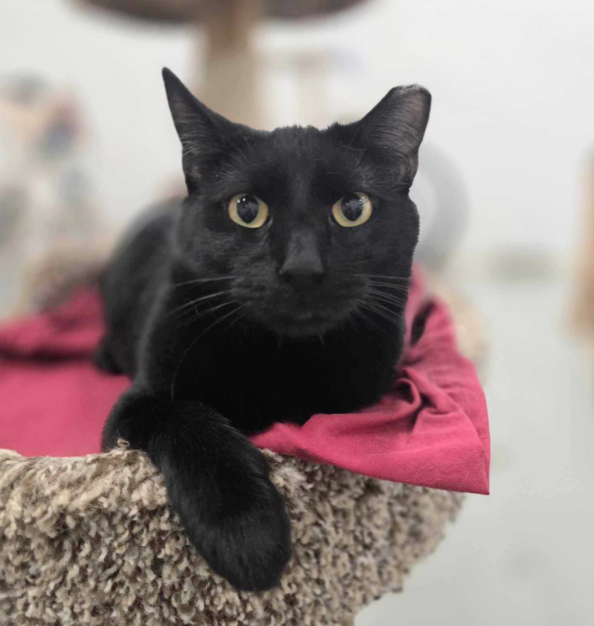 Enlarge Halo, a Adoptable mixed breed in West Palm Beach, FL image 2/6