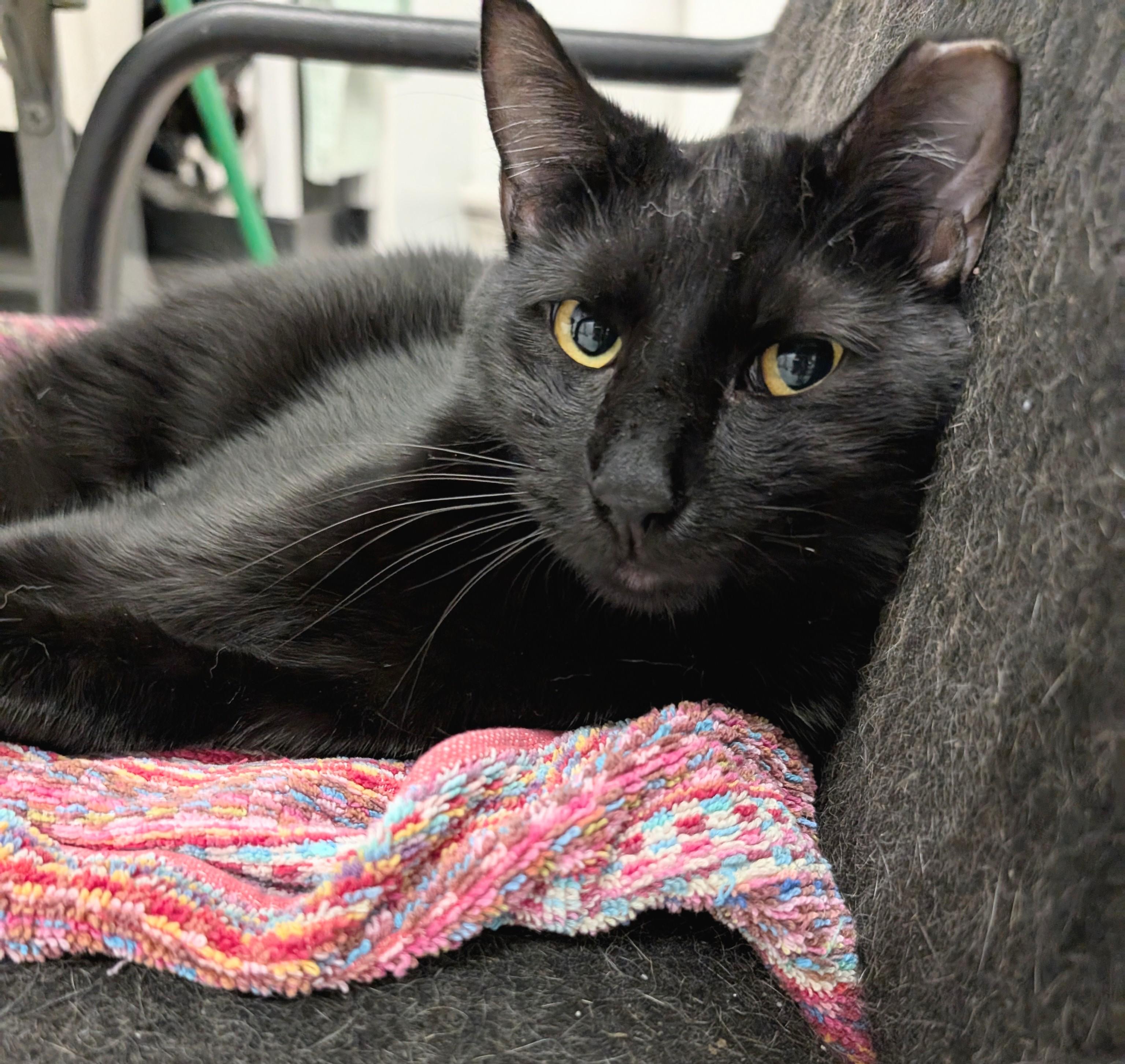 Enlarge Halo, a Adoptable mixed breed in West Palm Beach, FL image 5/6