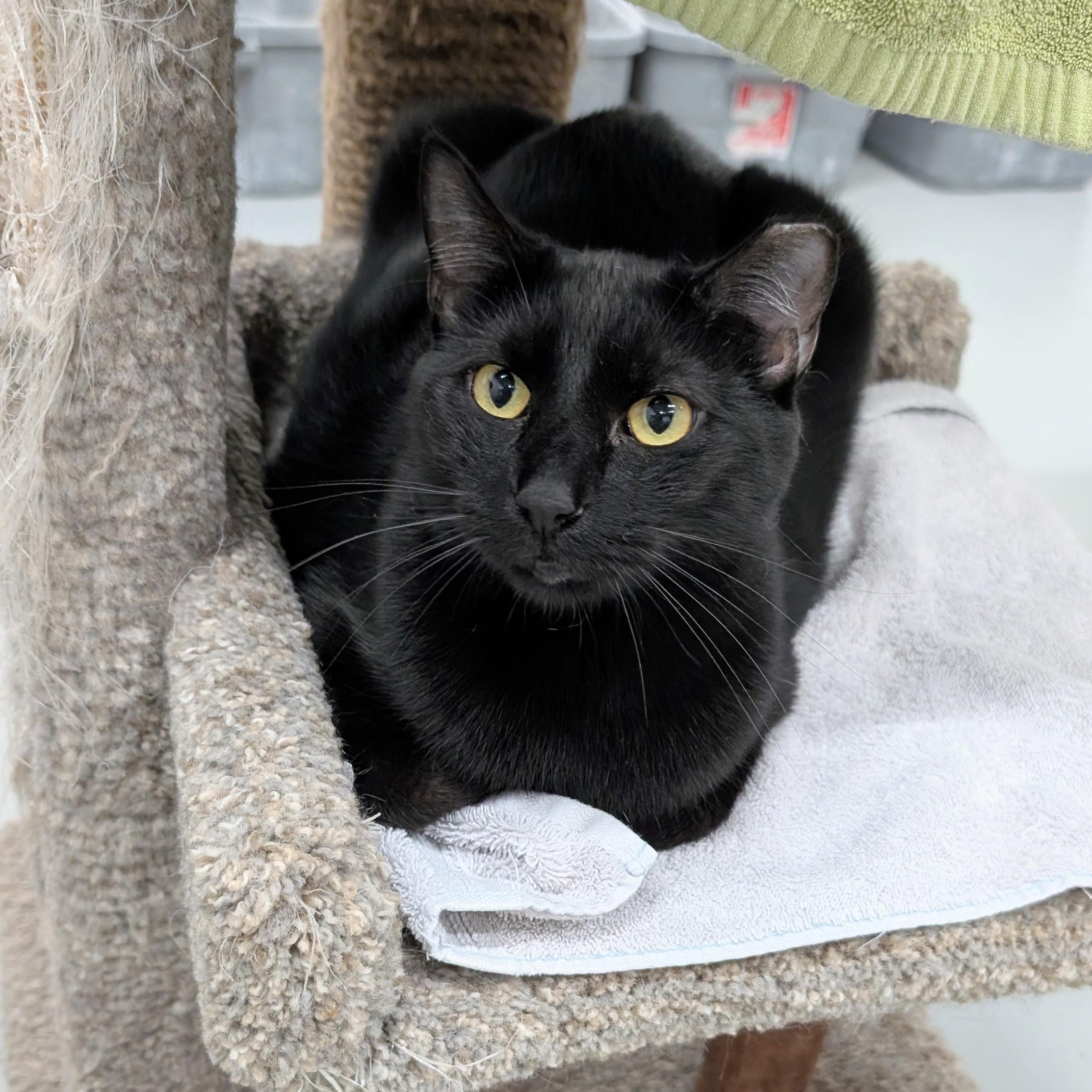 Enlarge Halo, a Adoptable mixed breed in West Palm Beach, FL image 3/6