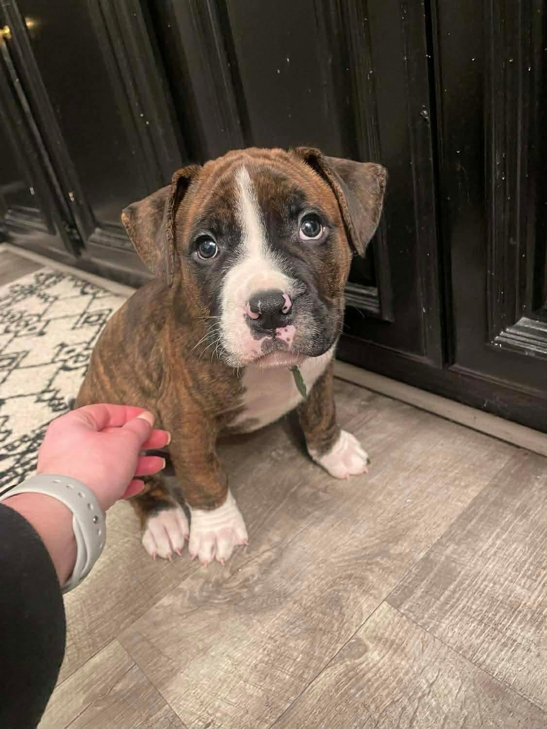 Alfie, Adopted, Puppy Male Boxer & Mastiff.