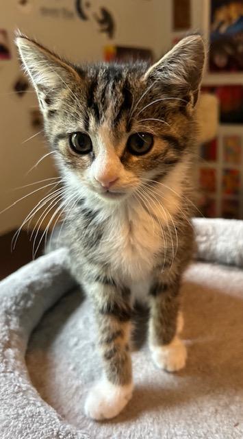 Enlarge Gale, a ADOPTABLE Domestic Short Hair in Reynoldsburg, OH image 3/3
