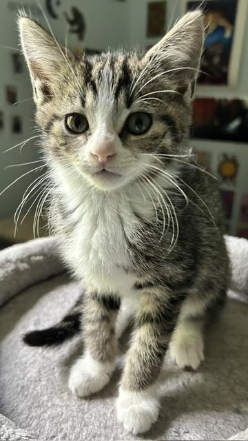 Gale, ADOPTABLE, Kitten Female Domestic Short Hair.
