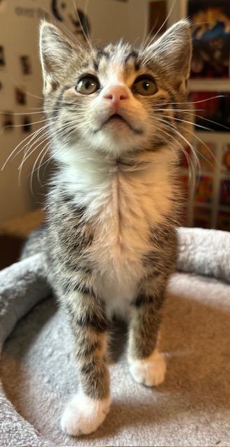 Enlarge Gale, a ADOPTABLE Domestic Short Hair in Reynoldsburg, OH image 2/3