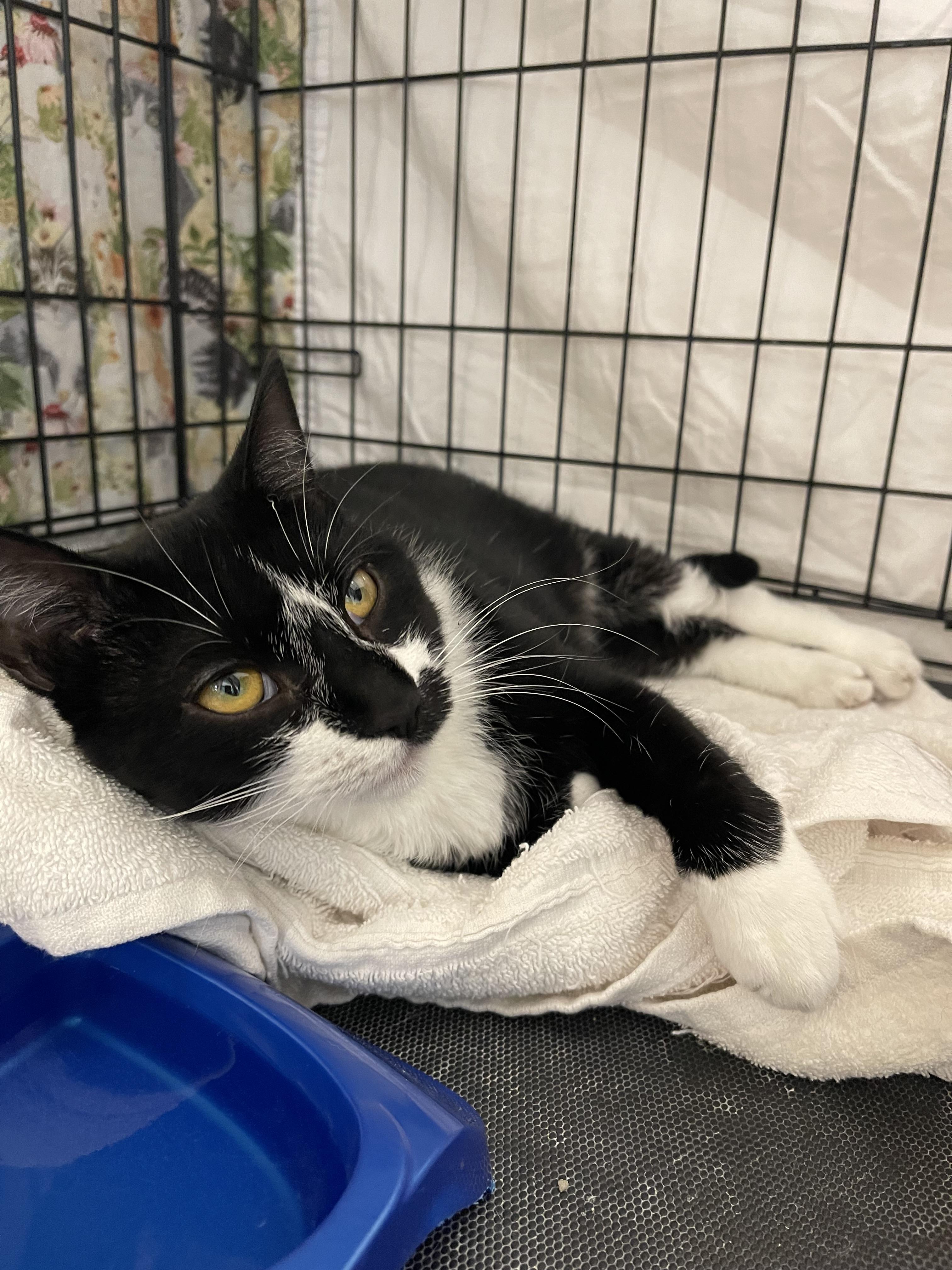 Kuro, Adoptable, Young Female Domestic Short Hair.