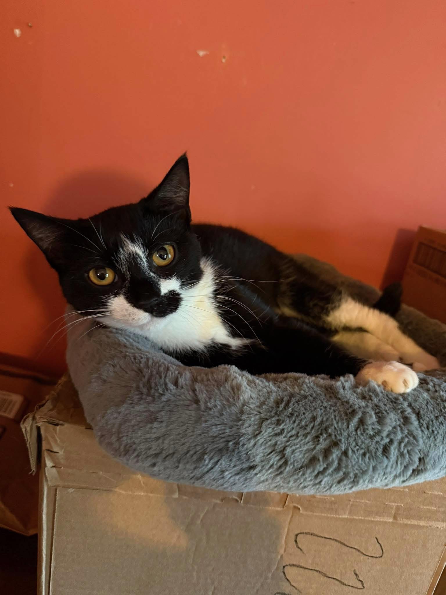 Kuro, a Adoptable Domestic Short Hair in Highland, IN image 2/6