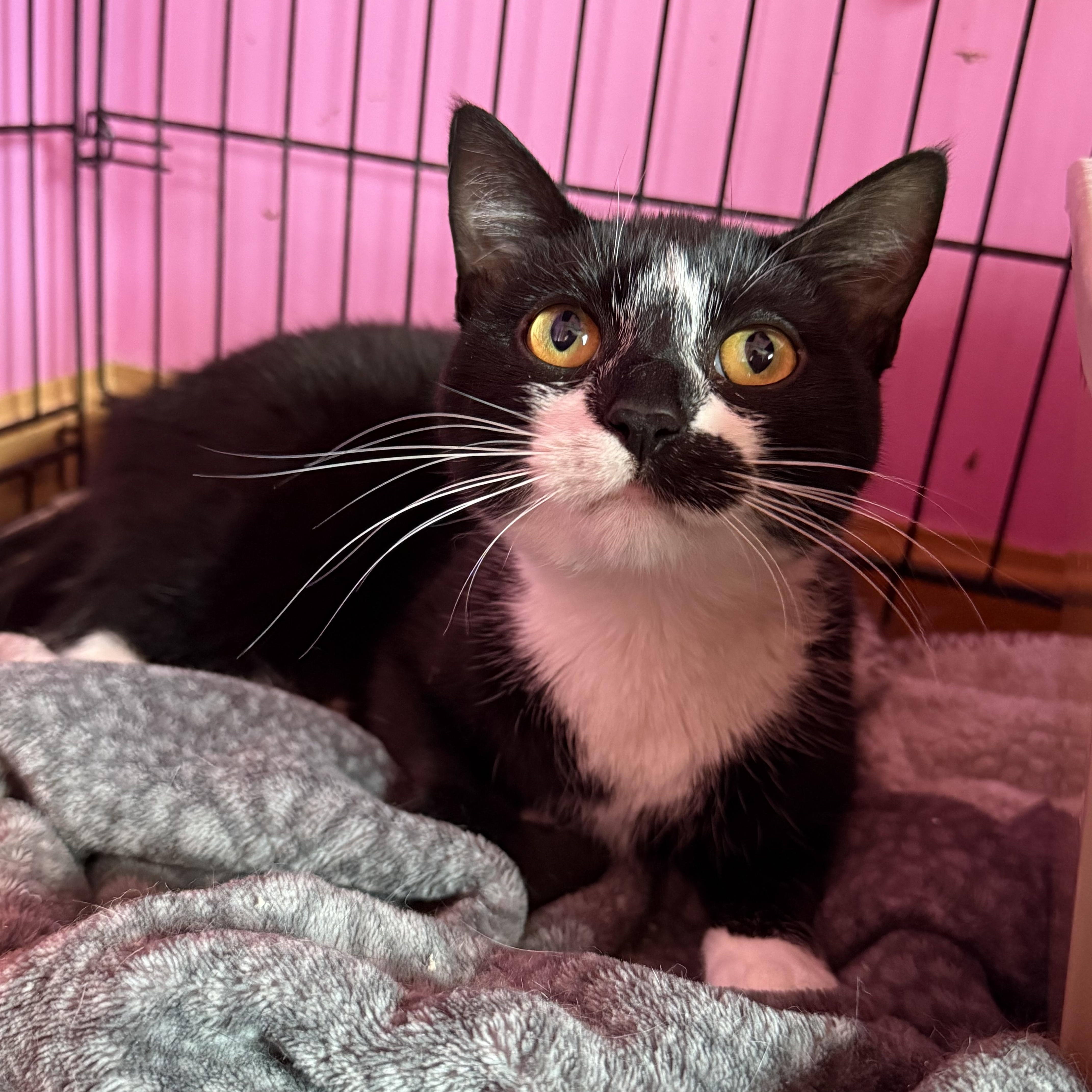 Kuro, a Adoptable Domestic Short Hair in Highland, IN image 3/6