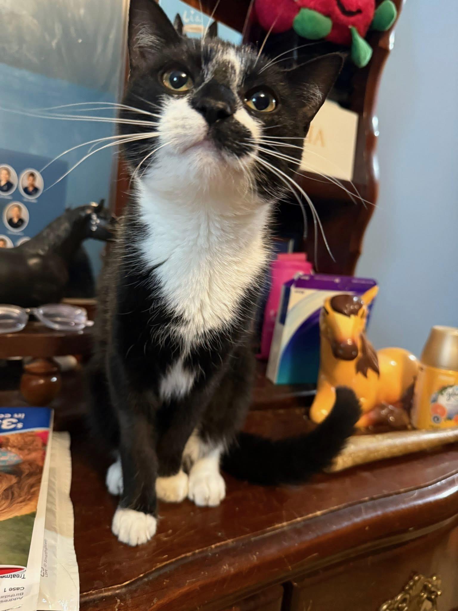 Kuro, a Adoptable Domestic Short Hair in Highland, IN image 4/6