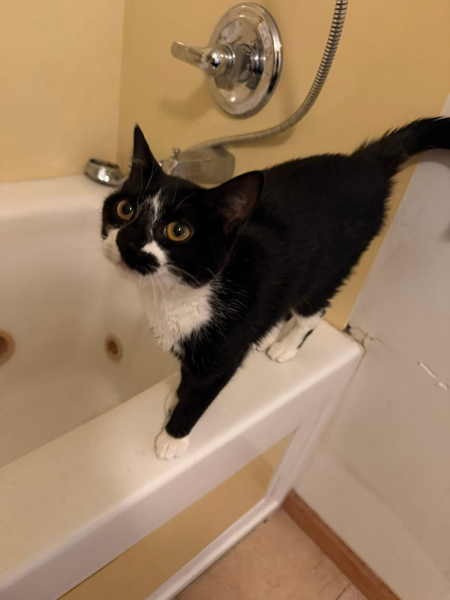 Kuro, a Adoptable Domestic Short Hair in Highland, IN image 5/6