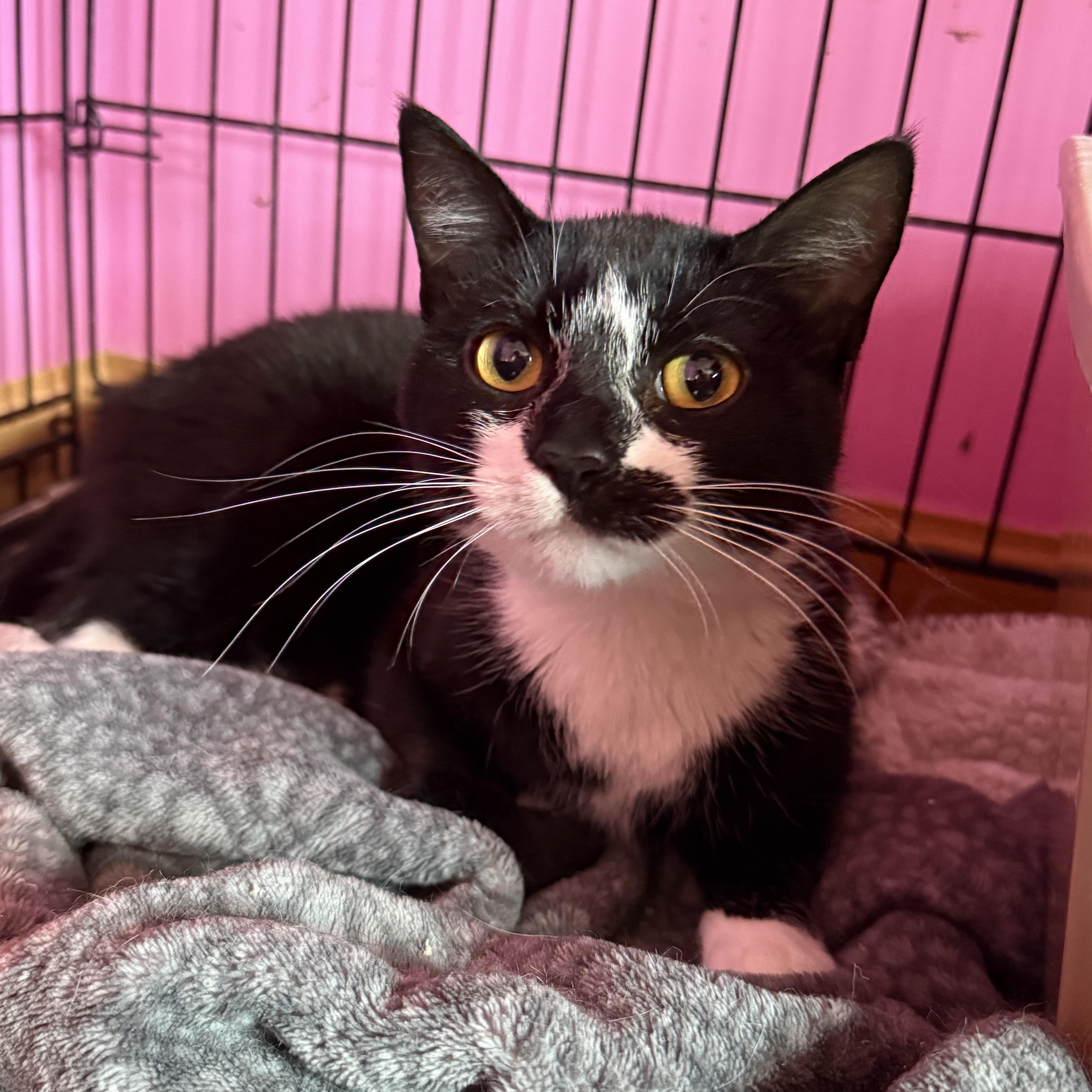 Kuro, a Adoptable Domestic Short Hair in Highland, IN image 6/6