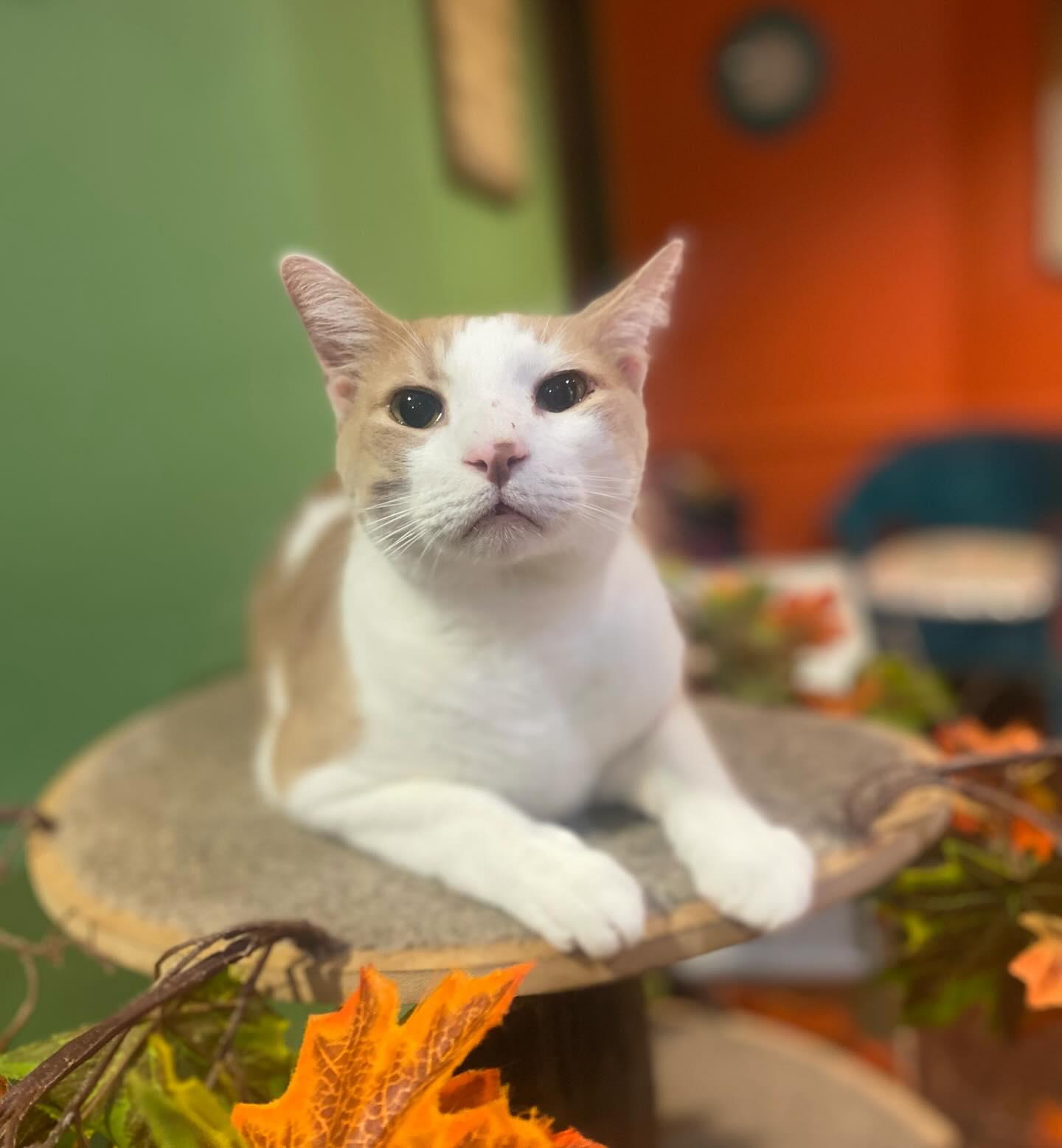 Linus, Adoptable, Adult Male Domestic Short Hair.