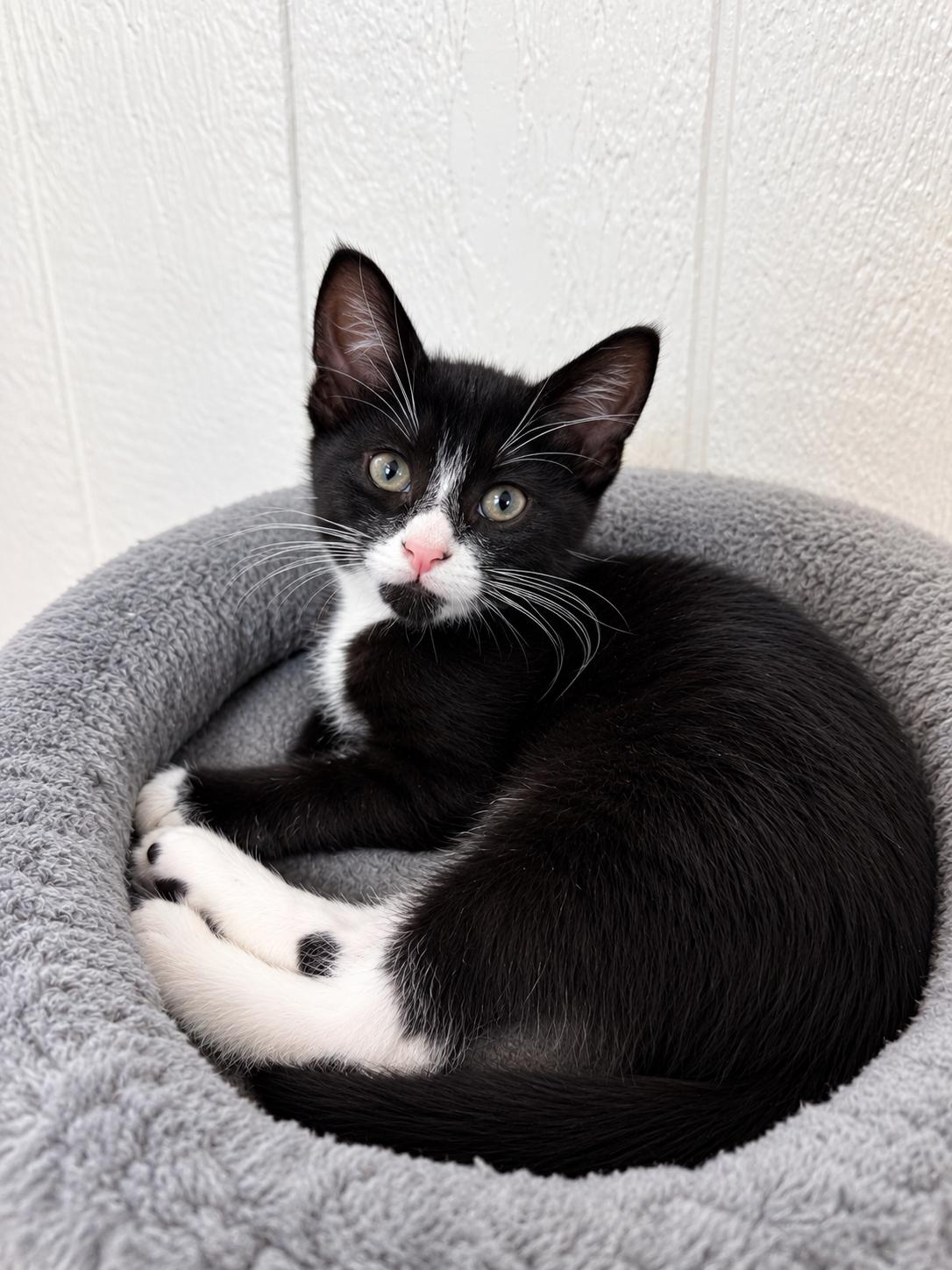 Enlarge Cannoli, a Adoptable Domestic Short Hair in Victor, NY image 1/1