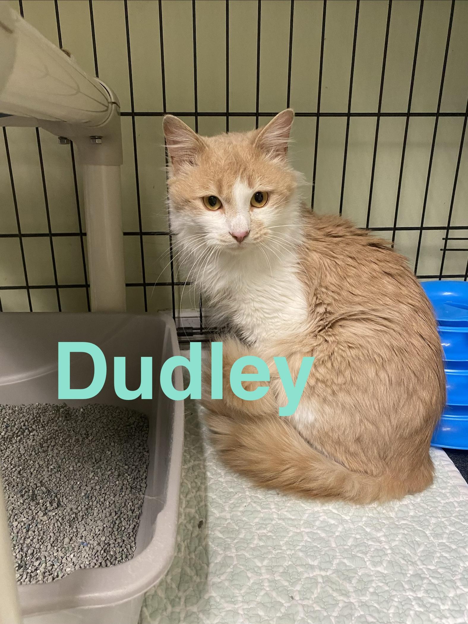 Enlarge Dudley, a ADOPTABLE Domestic Long Hair in Cape May, NJ image 2/2