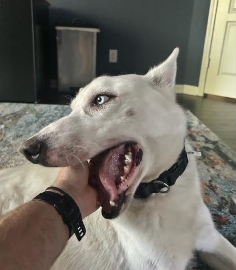 Snowball Jackson, a Adoptable mixed breed in Houston, TX image 3/3