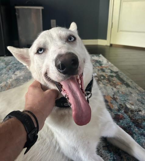 Snowball Jackson Husky Dog