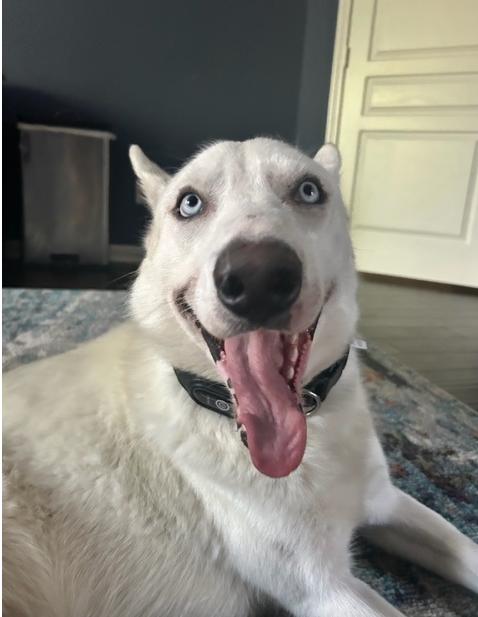 Snowball Jackson, a Adoptable mixed breed in Houston, TX image 2/3