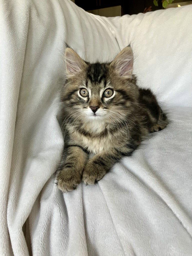 Ernie 26, Adoptable, Kitten Male Domestic Medium Hair & Maine Coon.