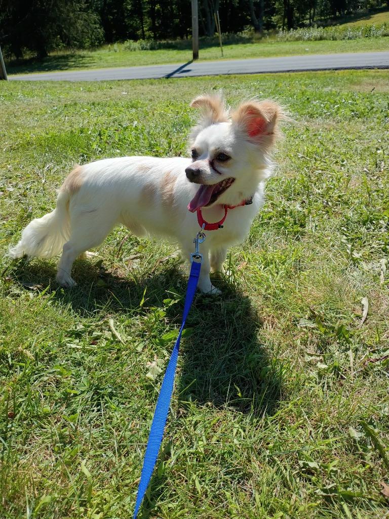 Scooby, Adoptable, Adult Male Chihuahua.