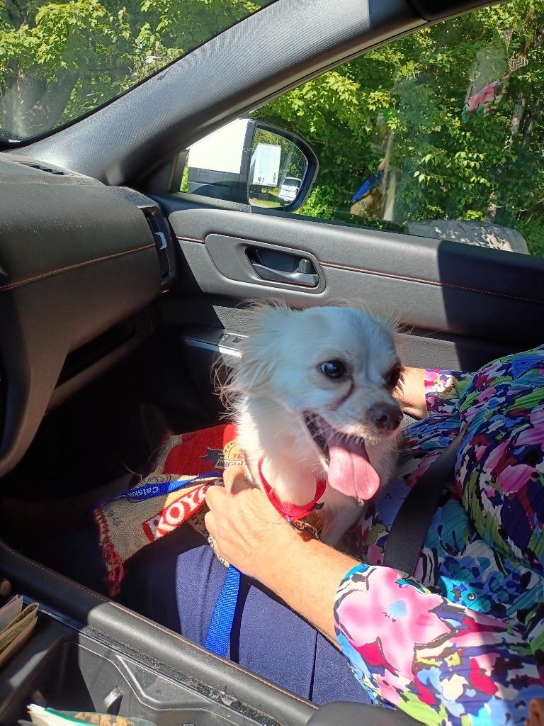 Scooby, a Adoptable Chihuahua in LIberty, NY image 2/2