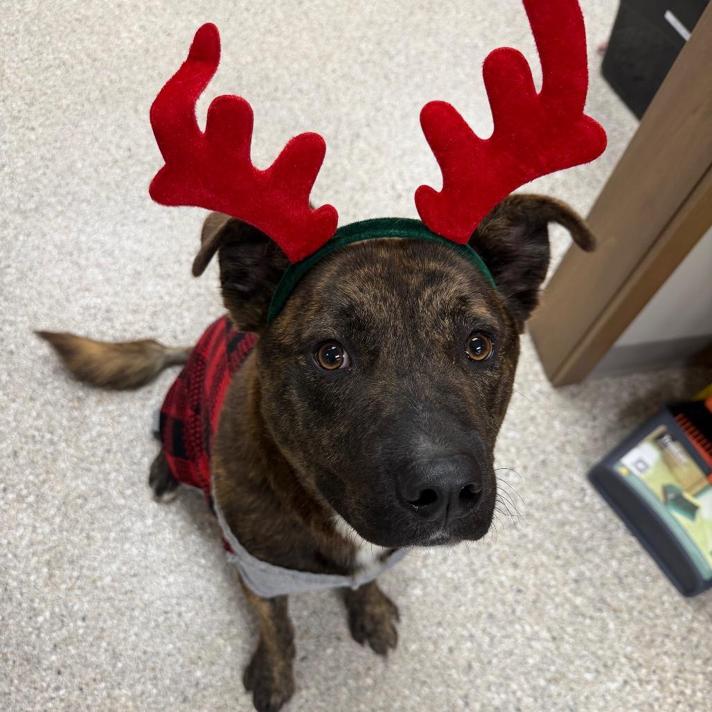 Barnes, Adoptable, Adult Male Mixed Breed.