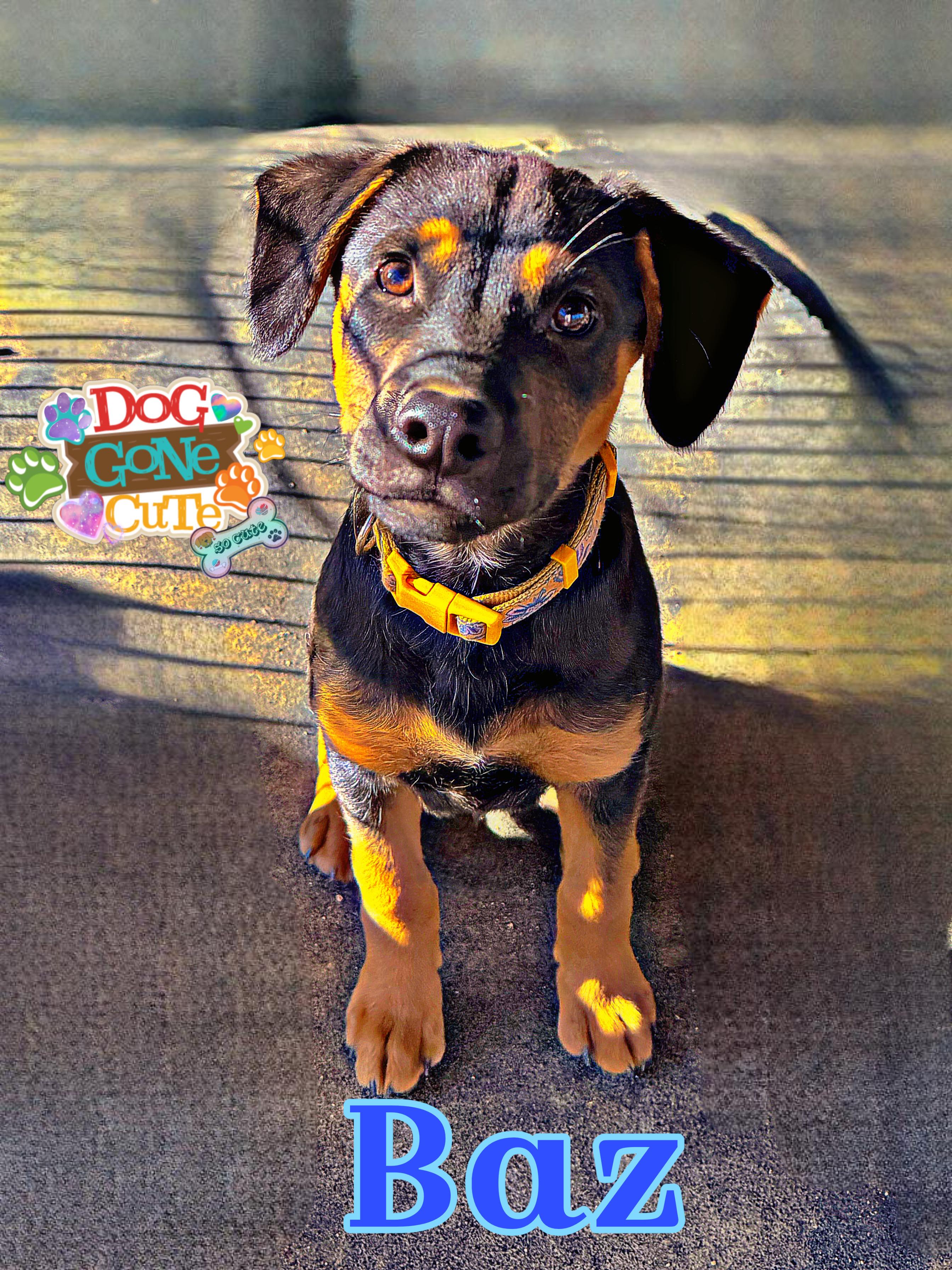 Enlarge BAZ , an adopted mixed breed in Perris, CA image 1/2