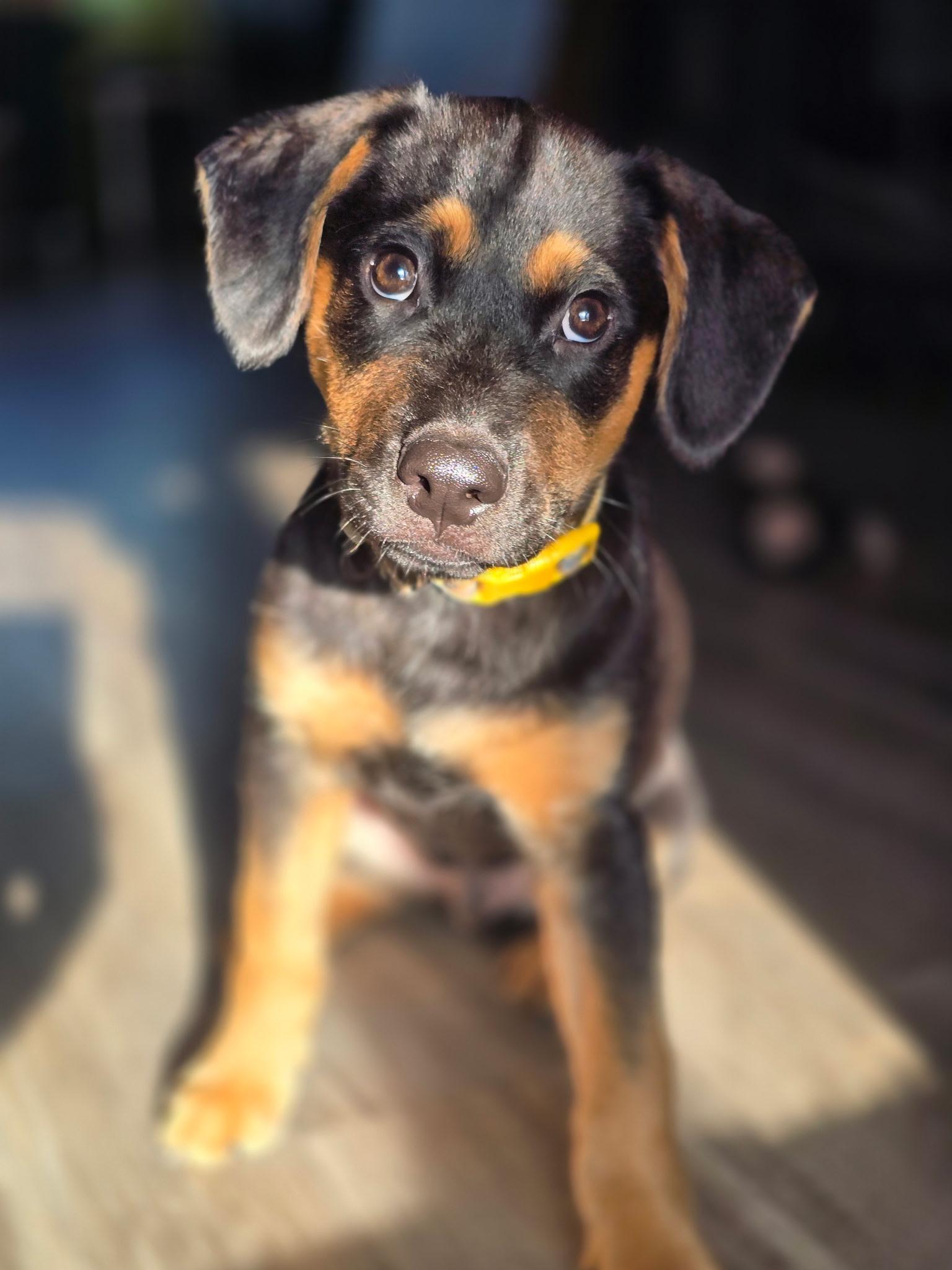 Enlarge BAZ , an adopted mixed breed in Perris, CA image 2/2