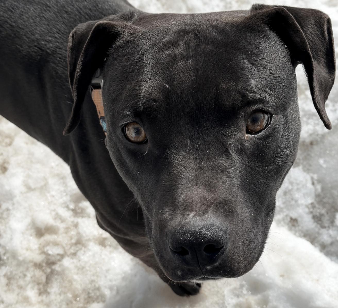 Apollo, Adoptable, Young Male American Staffordshire Terrier & Staffordshire Bull Terrier.