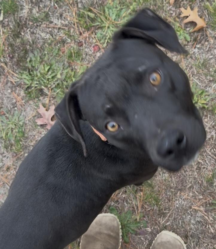 Enlarge Apollo, a Adoptable mixed breed in Carver, MA image 2/3