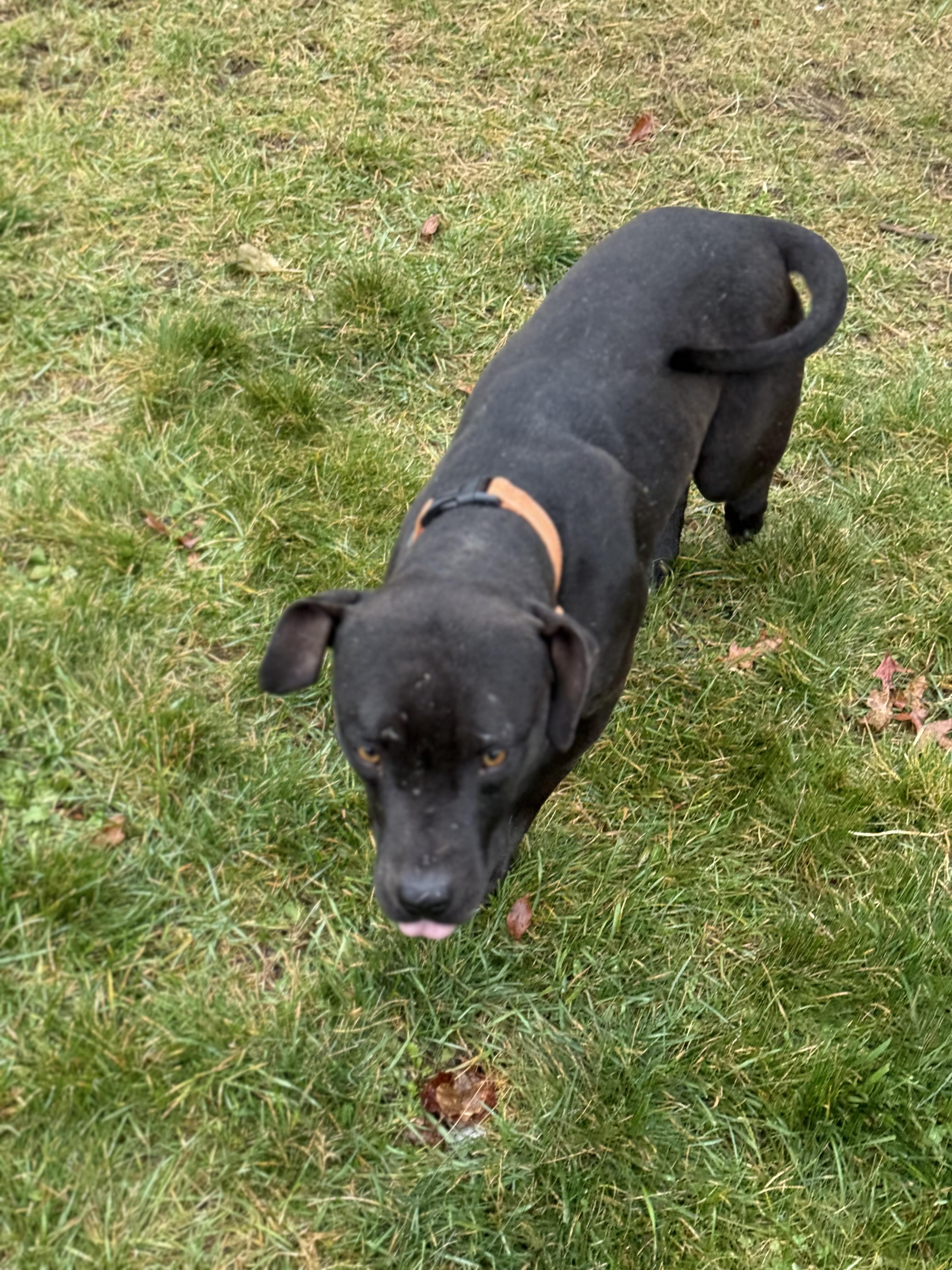 Enlarge Apollo, a Adoptable mixed breed in Carver, MA image 3/3