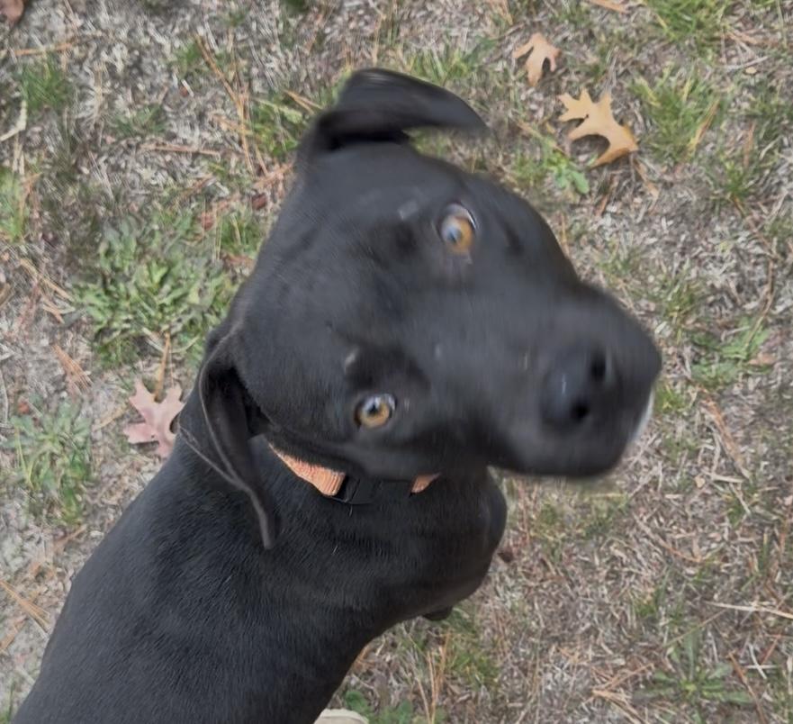 Apollo, Adoptable, Young Male American Staffordshire Terrier & Staffordshire Bull Terrier.