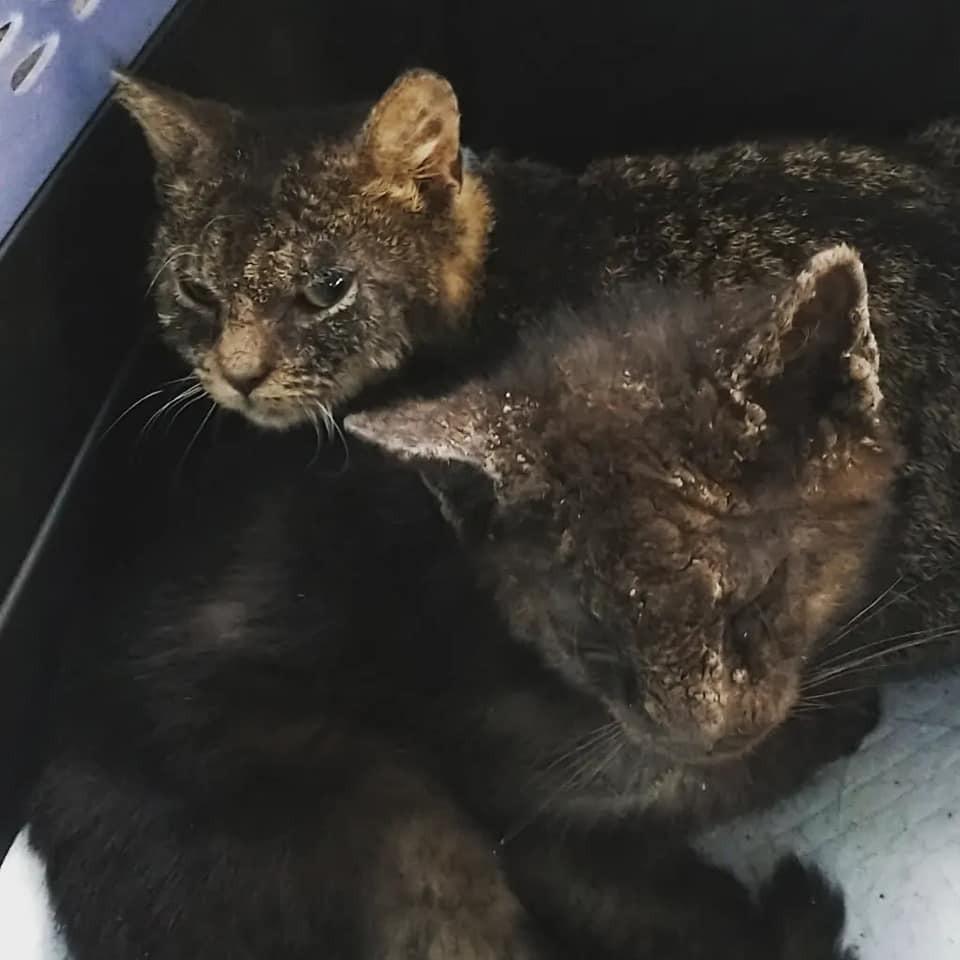 Sprout — thumbnail 2