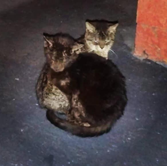 Sprout — thumbnail 6