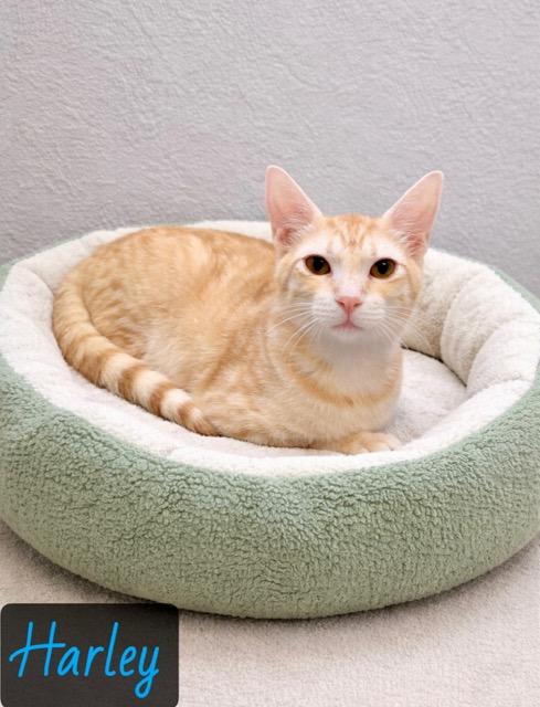 Harley, ADOPTABLE, Young Male Domestic Short Hair.