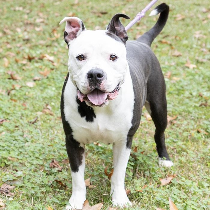 Enlarge Esko, a Adoptable Bulldog in Slidell, LA image 3/3