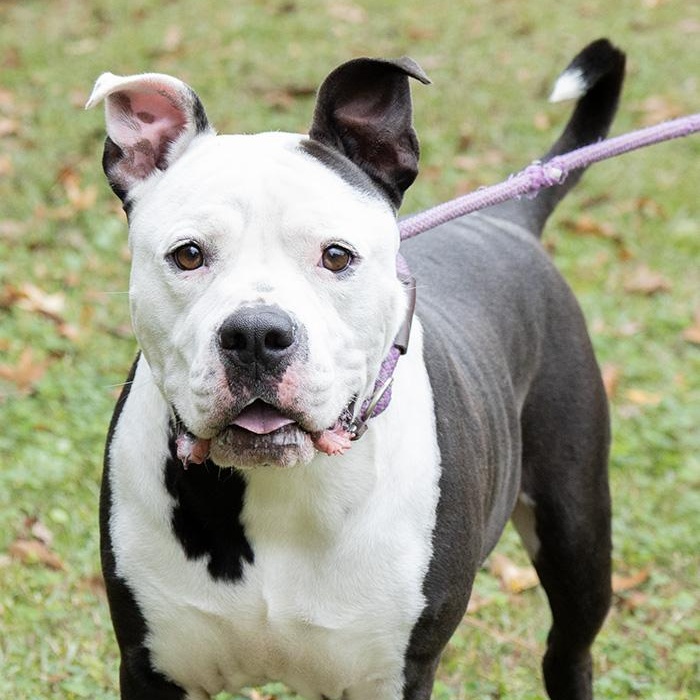 Esko, Adoptable, Adult Male Bulldog.