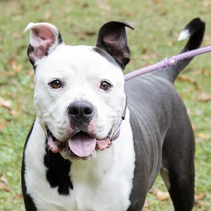 Enlarge Esko, a Adoptable Bulldog in Slidell, LA image 2/3