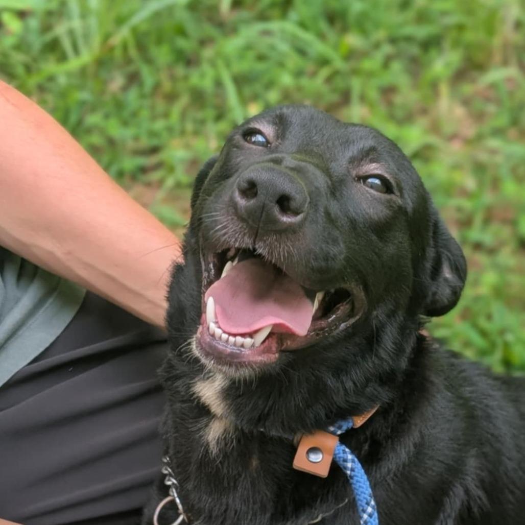 Betty, Adoptable, Young Female Labrador Retriever & Mixed Breed.