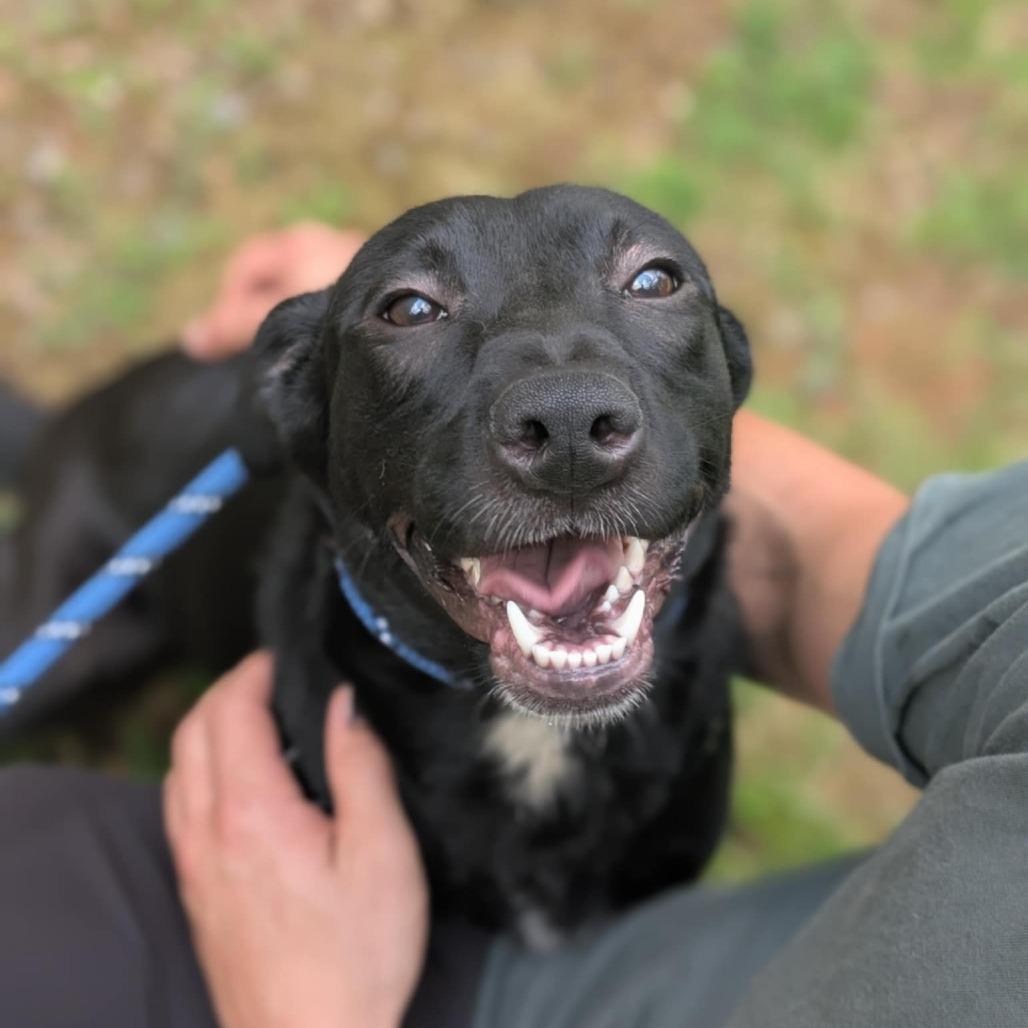 Enlarge Betty, a Adoptable mixed breed in Lenoir, NC image 1/1