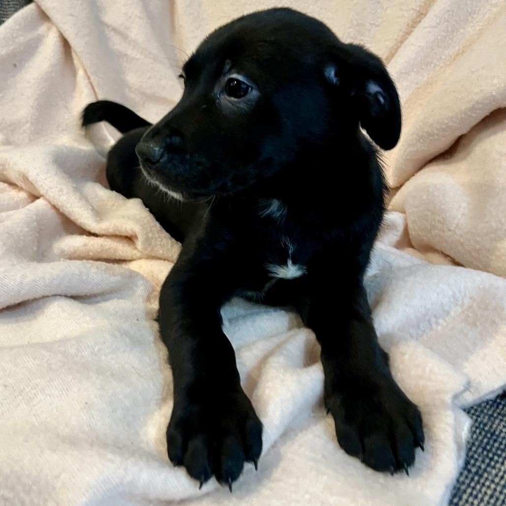 Betty, a Adoptable mixed breed in Lenoir, NC image 2/6