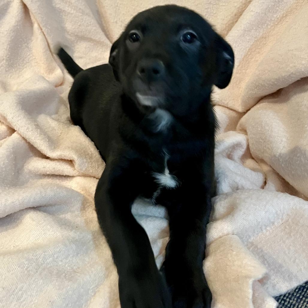 Betty, a Adoptable mixed breed in Lenoir, NC image 3/6