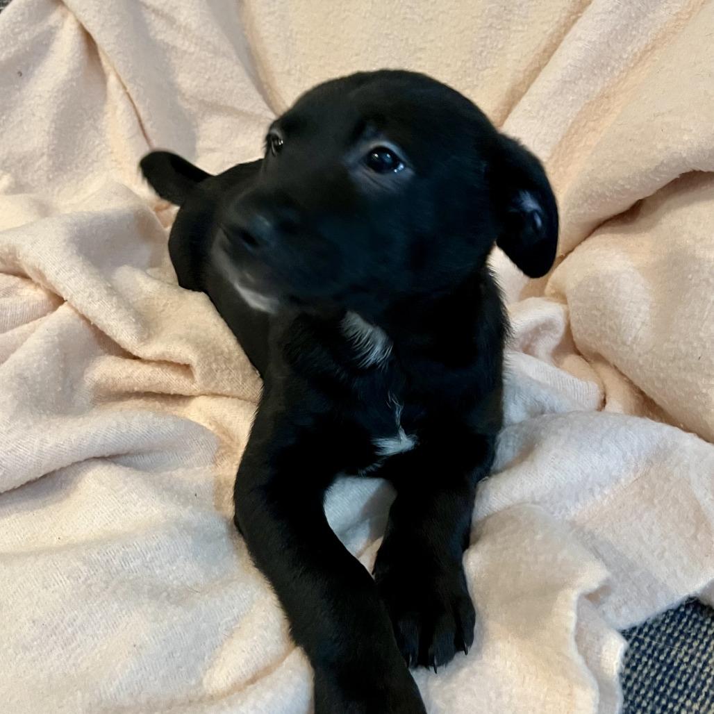 Betty, a Adoptable mixed breed in Lenoir, NC image 4/6