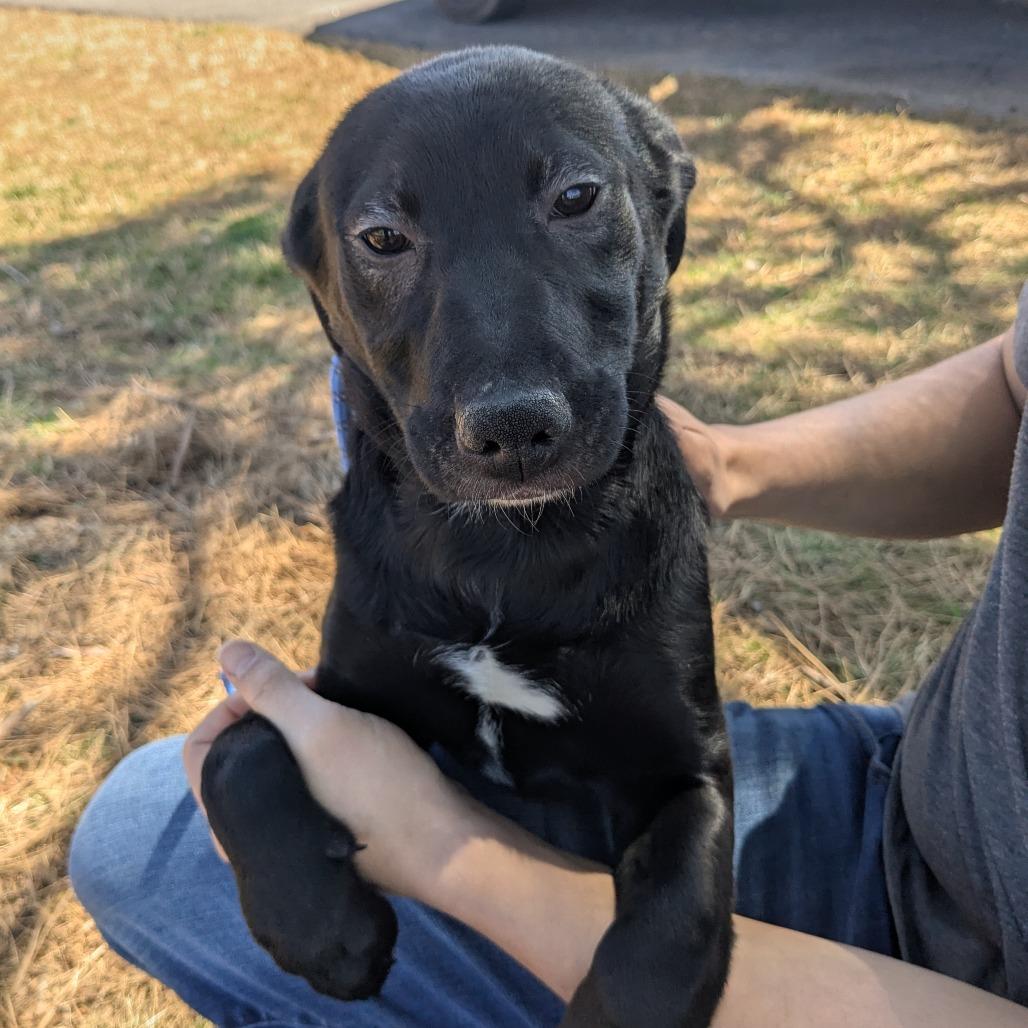 Betty, a Adoptable mixed breed in Lenoir, NC image 5/6