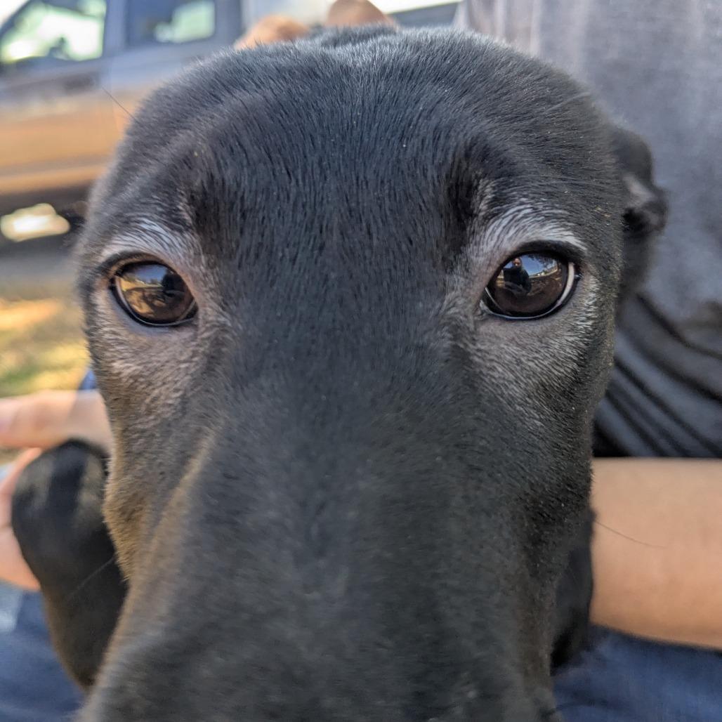 Betty, a Adoptable mixed breed in Lenoir, NC image 6/6