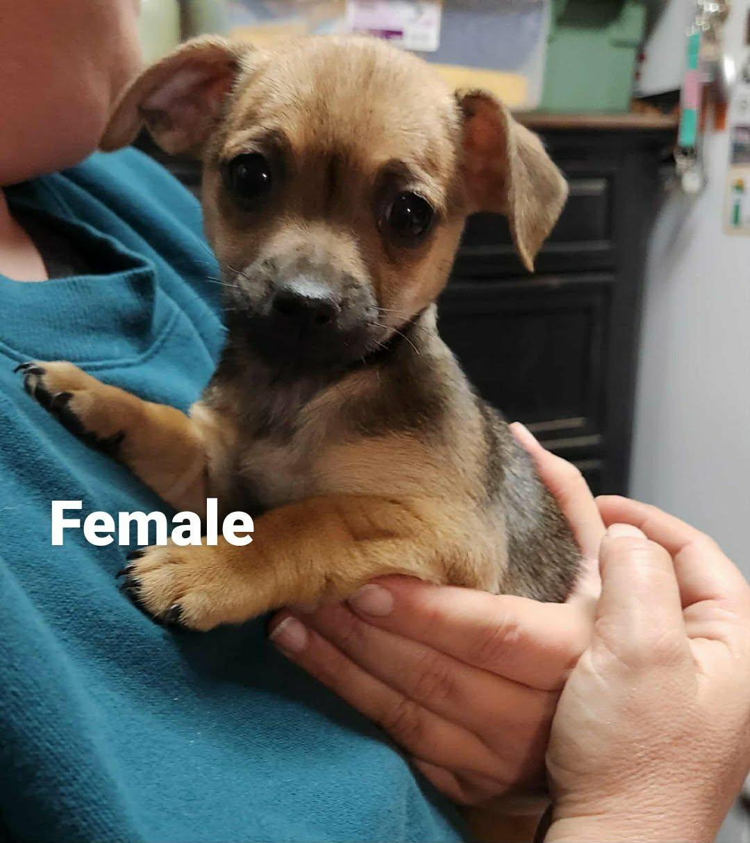 Roland 5, ADOPTABLE, Puppy Male Chihuahua & Jack Russell Terrier.