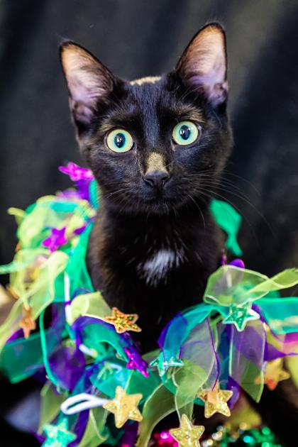 Enlarge Missy1, a Adoptable mixed breed in Dothan, AL image 1/1