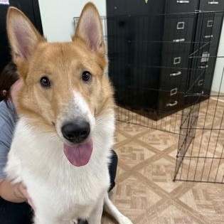 Max, ADOPTABLE, Adult Male Smooth Collie.