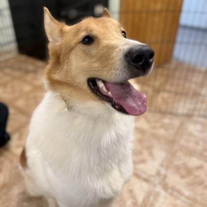 Enlarge Max, a ADOPTABLE mixed breed in Worcester, MA image 2/2